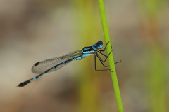 Austrolestes minjerriba