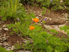 Trollius vitalii