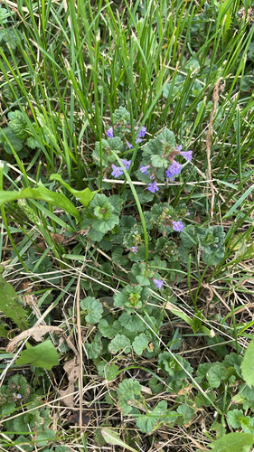 ground-ivy