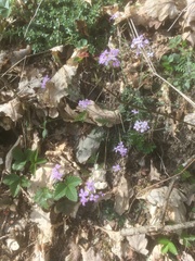 Arabidopsis arenosa