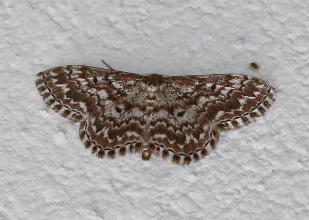 Scopula inscriptata