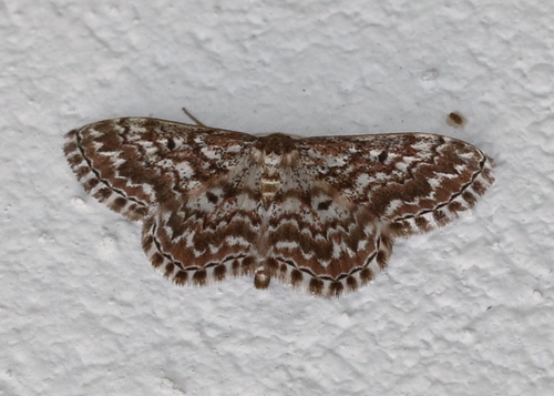 Scopula inscriptata