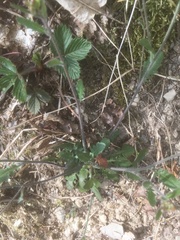 Arabidopsis arenosa