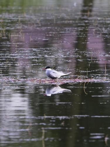 iNaturalist: (c) maciejo, some rights reserved (CC BY-NC) iNaturalist image