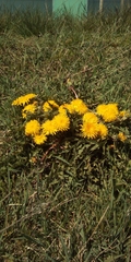 Taraxacum officinale