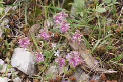 Veronica cuneifolia