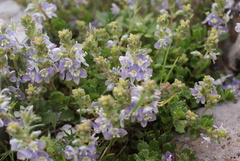 Veronica cuneifolia