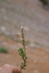 Veronica cuneifolia