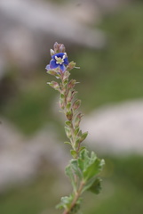Veronica cuneifolia