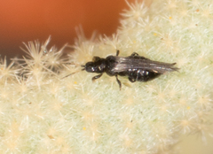 Heterothrips pectinifer