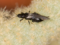 Heterothrips pectinifer
