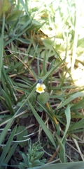 Viola arvensis