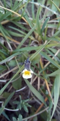 Viola arvensis