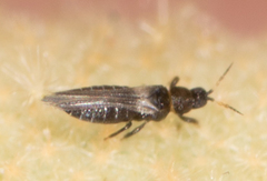 Heterothrips pectinifer