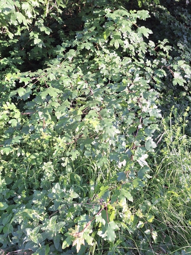 field maple