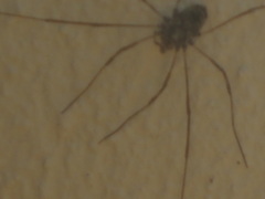 Platybunus