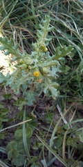 Senecio vulgaris
