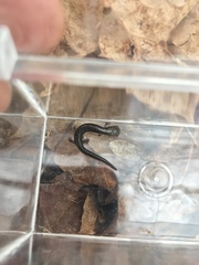 Plethodontinae