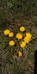 Taraxacum officinale