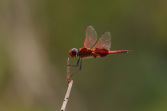 Tramea eurybia