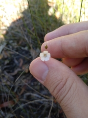 Drosera peltata
