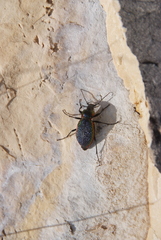 Carabus vietinghoffii