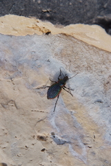 Carabus vietinghoffii