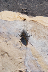 Carabus vietinghoffii