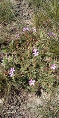 Erodium cicutarium
