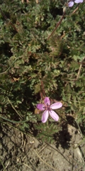 Erodium cicutarium