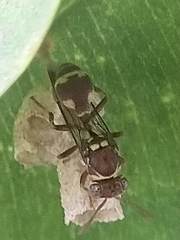 Ropalidia cyathiformis