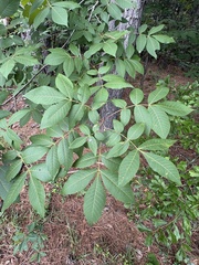 Carya pallida