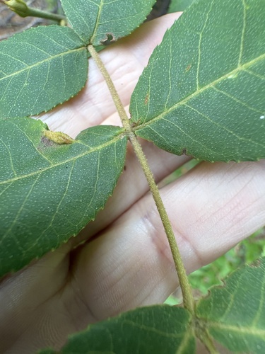 Carya pallida, photograph 2