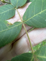 Carya pallida, photograph author not stated, no rights reserved