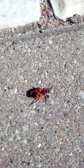 Pyrrhocoris apterus
