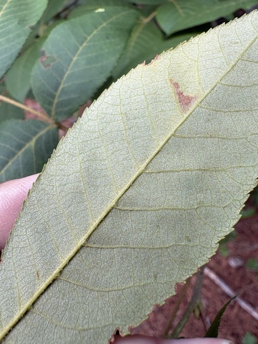 Carya pallida, photograph 3
