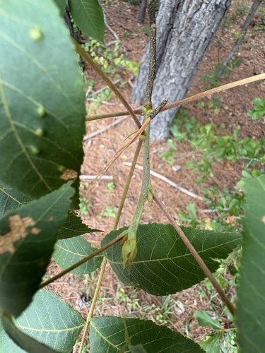 Carya pallida, photograph 4