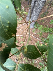 Carya pallida, photograph author not stated, no rights reserved