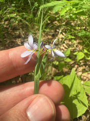 Sisyrinchium albidum, photograph (c) Peter Quakenbush, some rights reserved (CC BY)