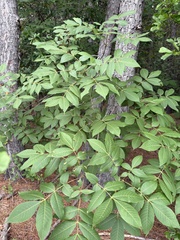 Carya pallida, photograph author not stated, no rights reserved