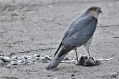 Accipiter nisus