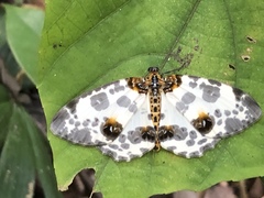 Abraxas amicula-illuminata