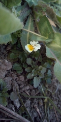 Viola arvensis