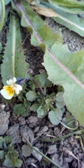 Viola arvensis