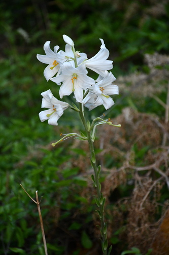Madonna lily