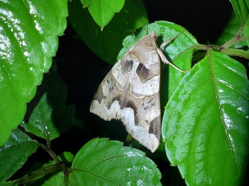 Chrysorithrum amata