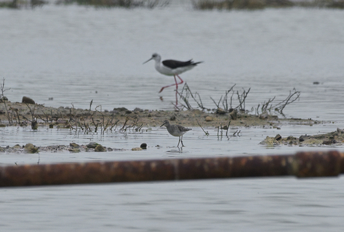 iNaturalist image