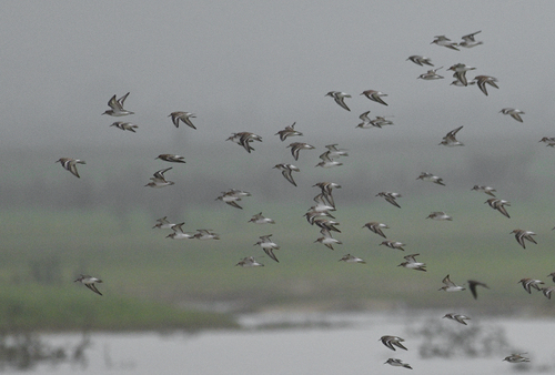 iNaturalist image