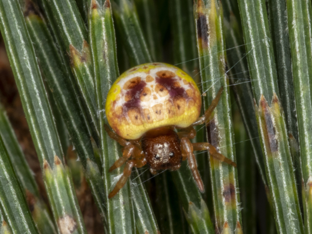Demadiana simplex