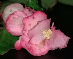 Begonia cucullata